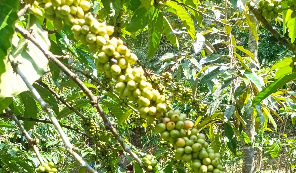 Tanaman kopi pilihan yang diminati untuk agroforestri